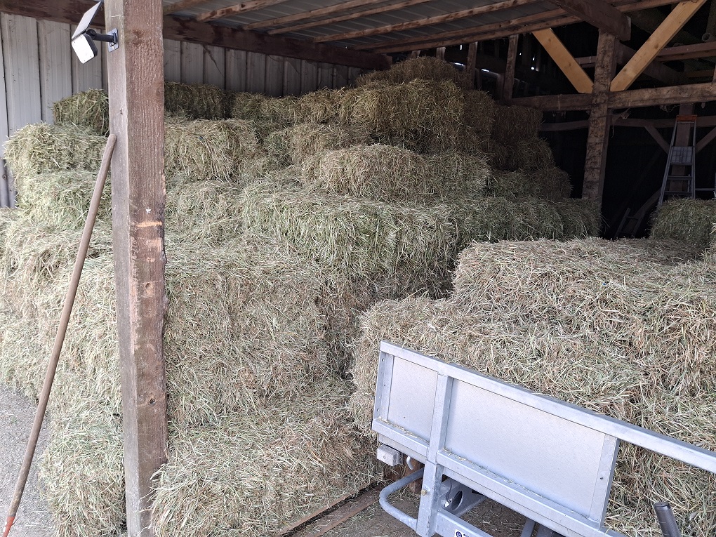 Un foin de qualité pour les chevaux